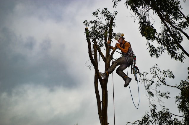The Art and Science of Tree Care: Choosing a Tree Surgeon in Coalville post thumbnail image